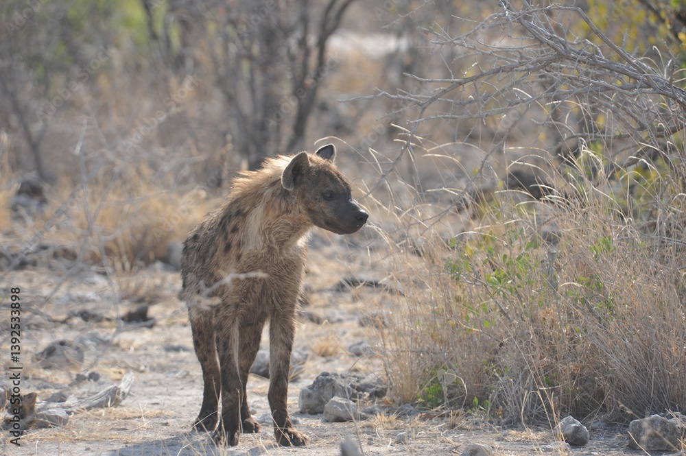 Fototapeta premium iena immortalata in un safari in botswana - Africa