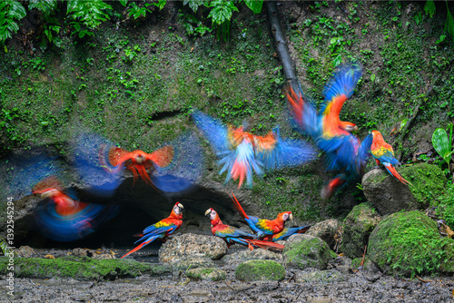 Scarlet macaws (Ara macao) flock gathering at cave clay lick at the base of a cliff along the Napo River, Yasuni National Park, Amazon, Ecuador. 
