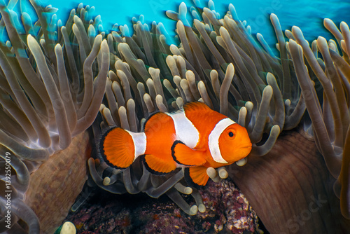 Common clownfish (Amphiprion ocellaris) resting among its host Magnificent sea anemone (Heteractis magnifica) on a coral reef, Batangas marine protected area, Luzon, Philippines, Pacific Ocean. 