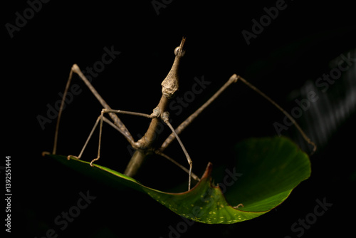 Jumping stick grasshopper (Apioscelis bulbosa) resting on a leaf at night, Sandoval lake, Tambopata National Reserve, Peru. 