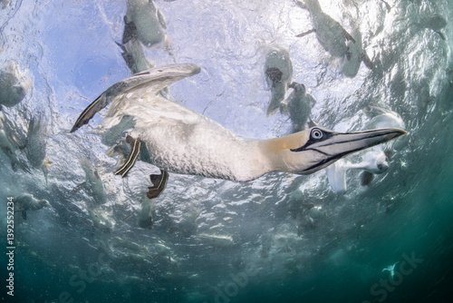 Northern gannet (Morus bassanus) diving underwater to feed on discarded fish, Noss National Nature Reserve, Shetland Isles, Scotland, UK, Atlantic Ocean. 