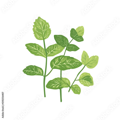 A painting of a minimal green Lemon Balm branch. Trendy abstract minimal style, plant set, Natural fresh. Vector illustration isolated on white background, vector format
