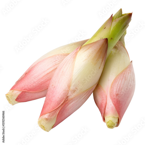 Myoga (Japanese ginger). isolated on a transparent background