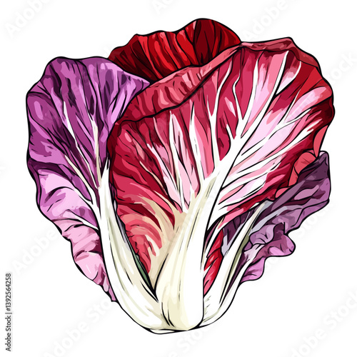A hand-drawn Radicchio leaf in trendy abstract minimal style. Fresh and natural look. Vector illustration in EPS format, isolated on a white background. Perfect for botanical prints, packaging design