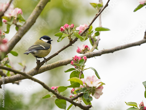 Great tit (Parus major) perched on branch among Apple blossom in garden, Norfolk, England, UK. April.