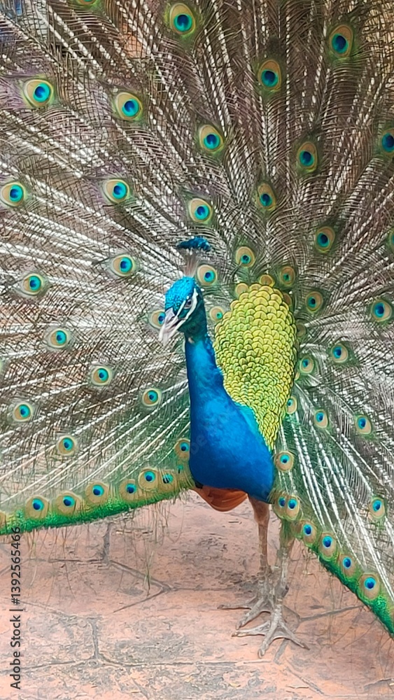 Obraz premium A vibrant peacock displays its colorful plumage, showcasing magnificent shades of blue and green against a neutral background.