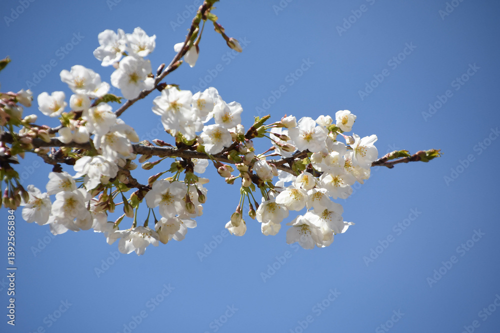 青空に桜