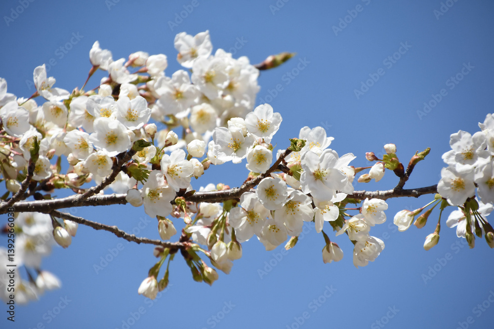 青空に桜 青空に桜