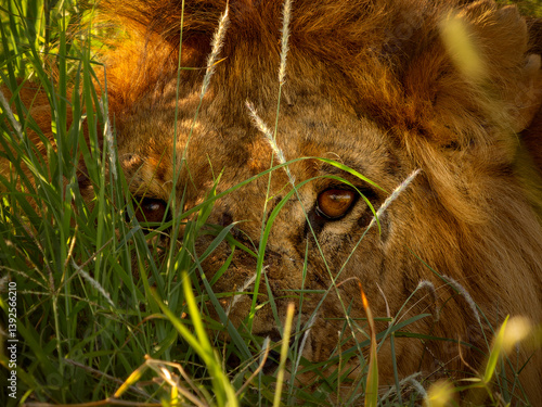Lion (Panthera leo) male, hiding in grass, portrait, Lewa Downs, Kenya.