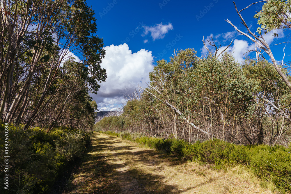Fototapeta premium Lake Mountain in Summer in Australia