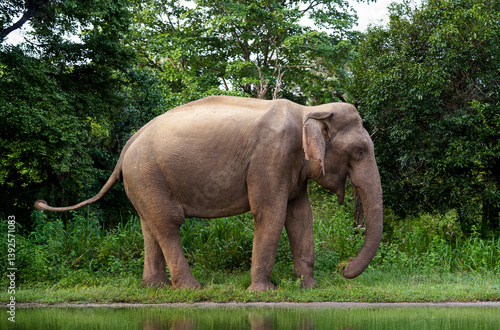 A wild Sri Lankan elephant walks along a rural road, surrounded by lush greenery, illustrating the intersection of wildlife and human pathways in Sri Lanka’s countryside.