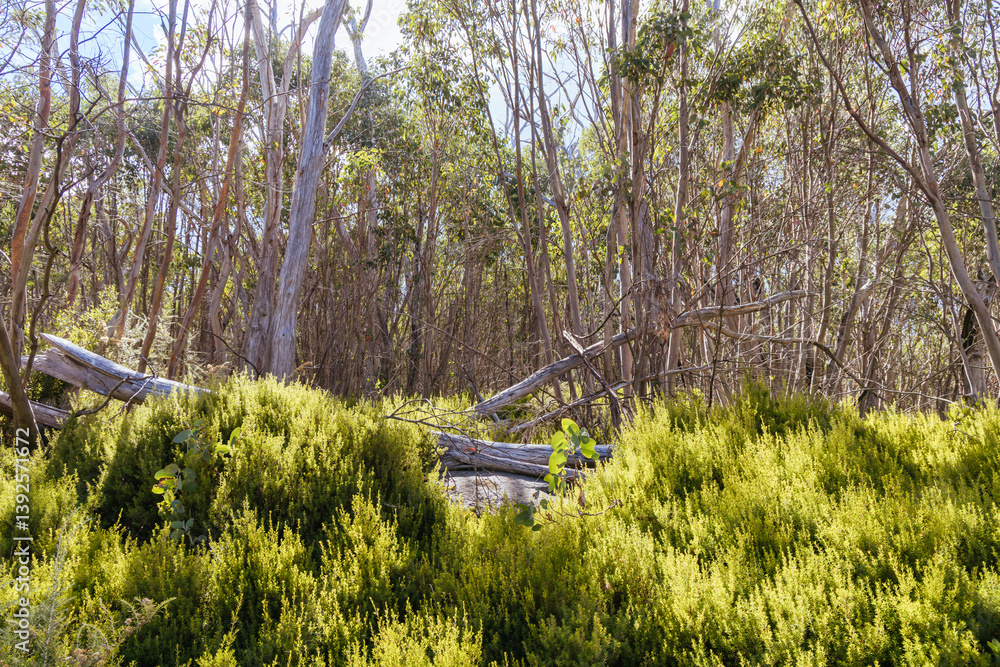 Lake Mountain in Summer in Australia