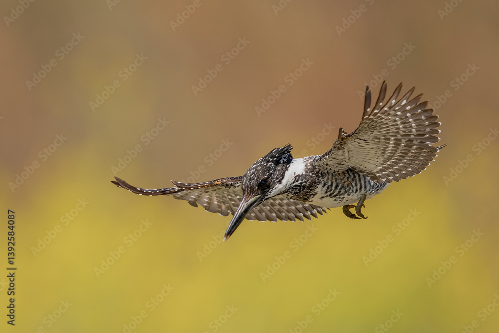 Fototapeta premium red tailed hawk in flight