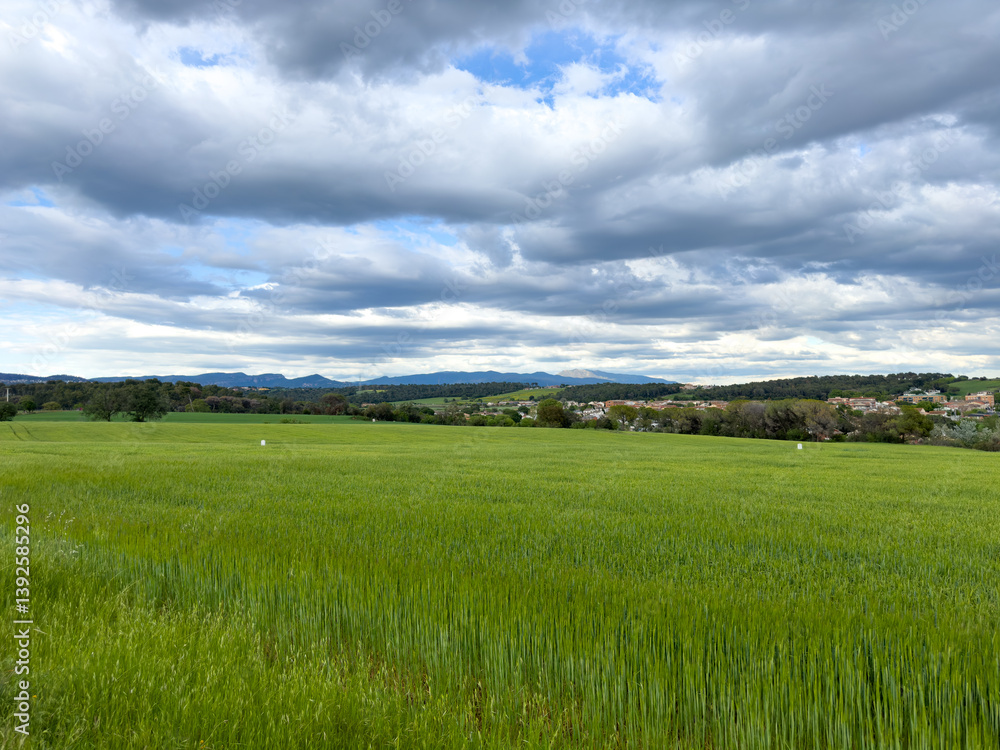 Obraz premium green field and blue sky in the Spanish countryside