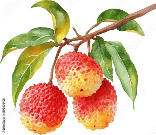 Mature lychee separated on a white background
