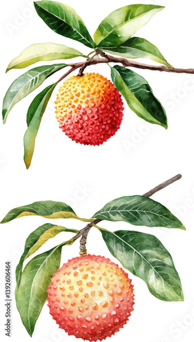 Mature lychee separated on a white background
