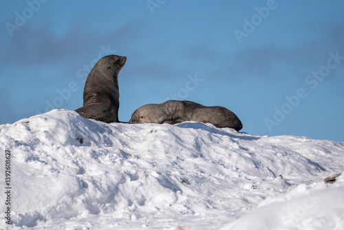 Antarctic fur seal. Southern ocean, Antarctica
