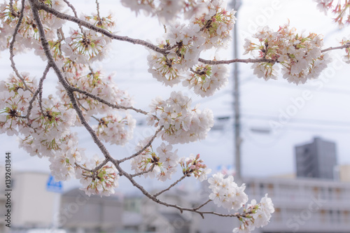 Cherry Blossom, Japan
