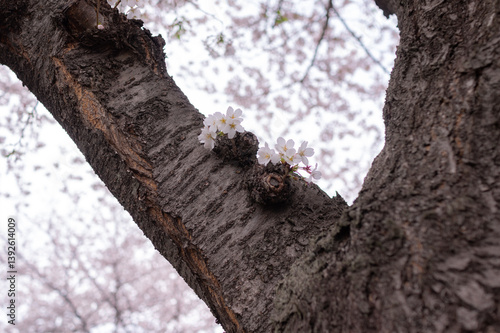 Cherry Blossom and Tree