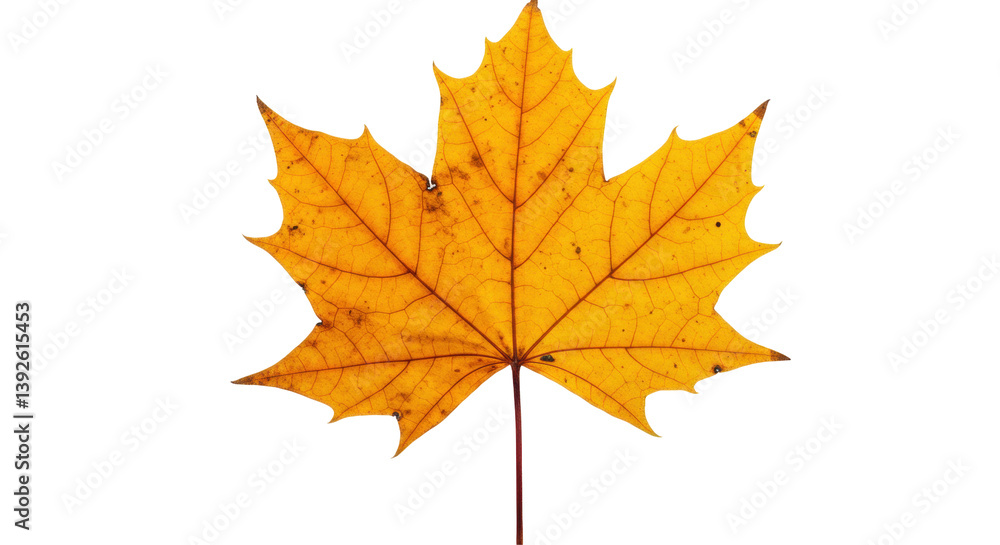 Isolated Yellow Autumn Maple Leaf Isolated Yellow Autumn Maple Leaf