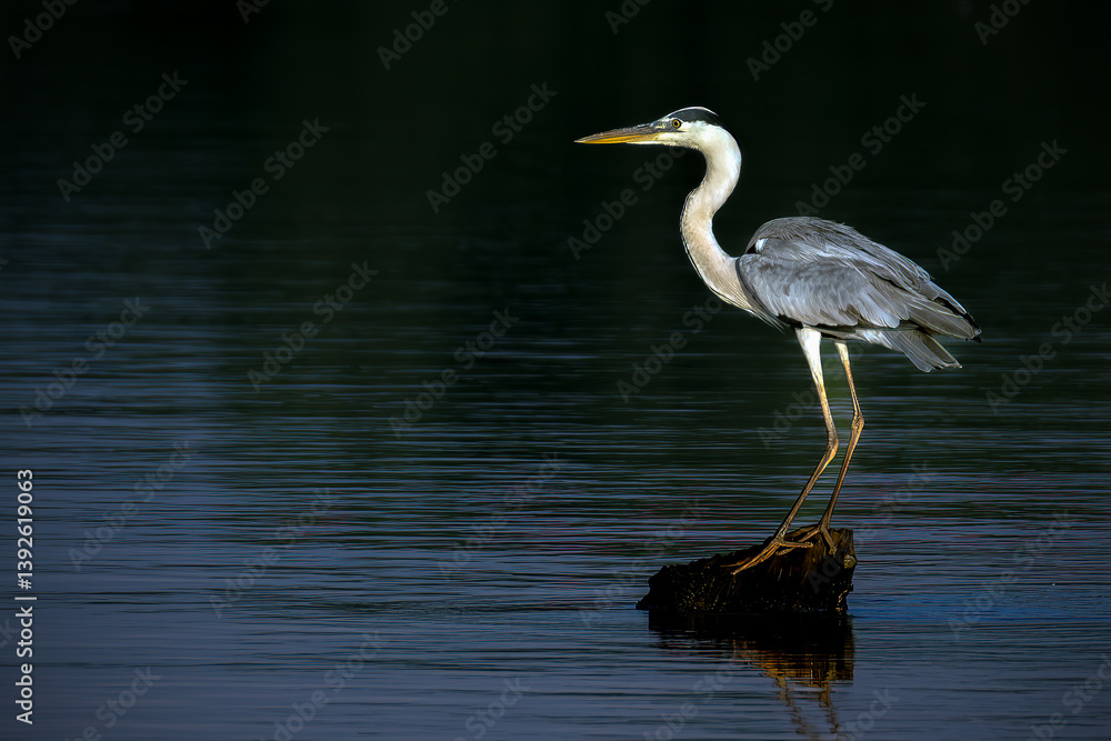 Poised Great Blue Heron Standing on the Edge of the River Poised Great Blue Heron Standing on the Edge of the River