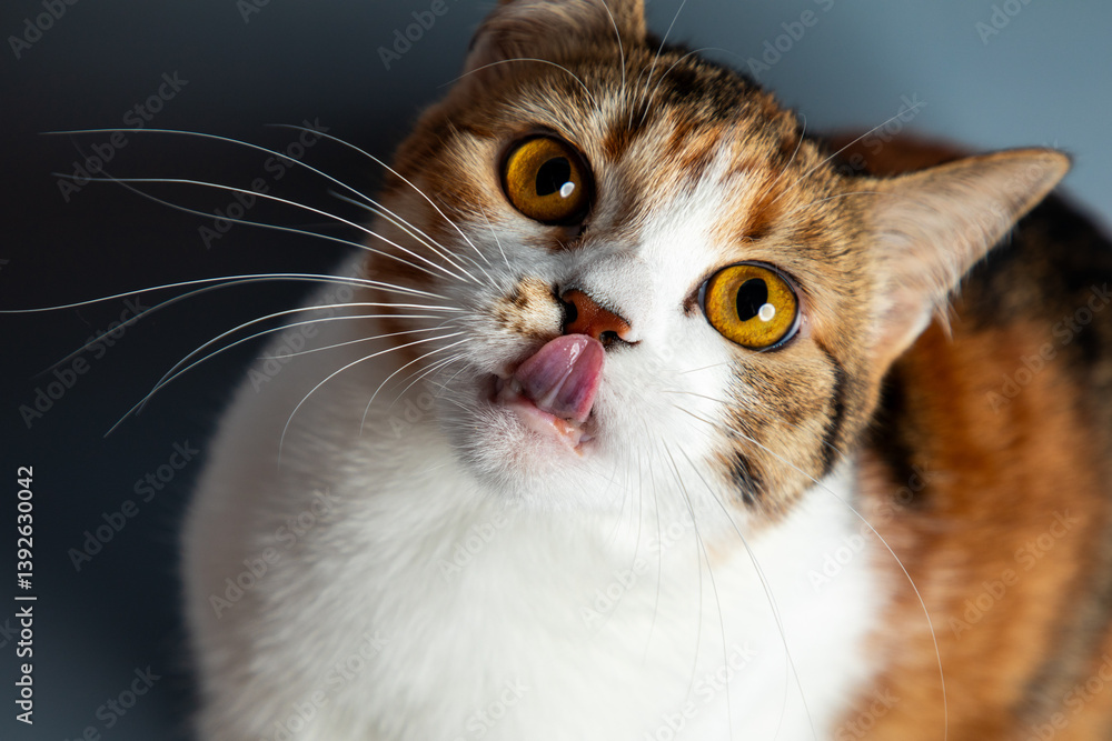 Portrait of little adorable tricolor kitten