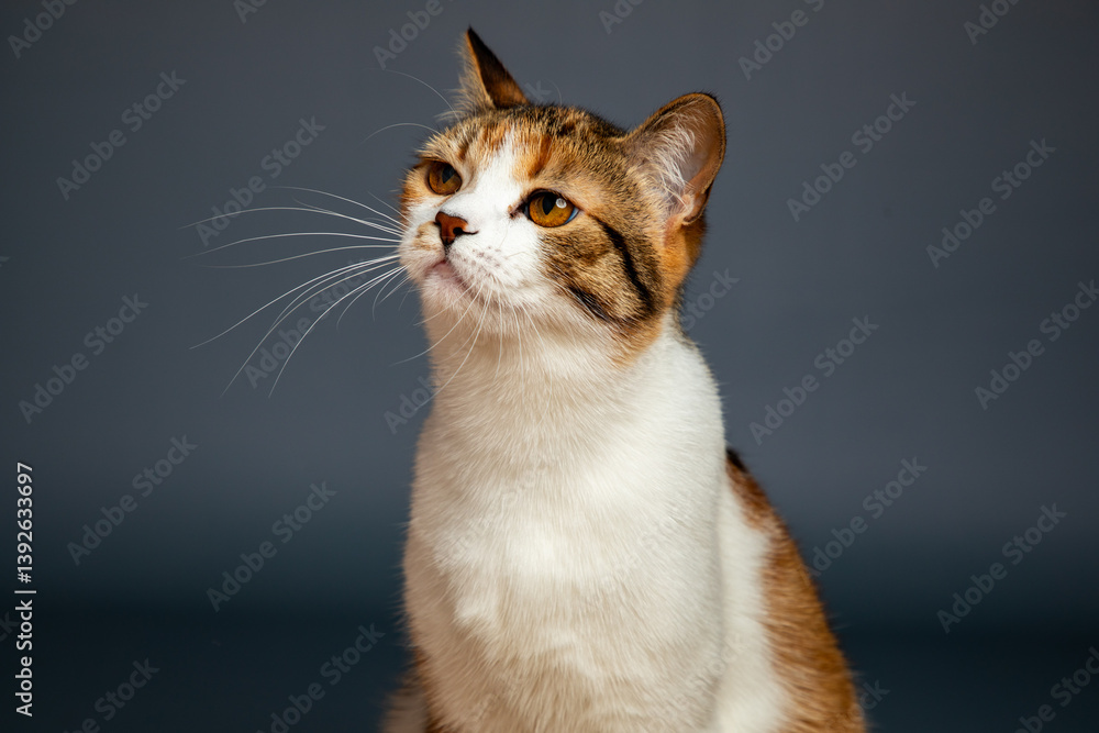 Portrait of little adorable tricolor kitten