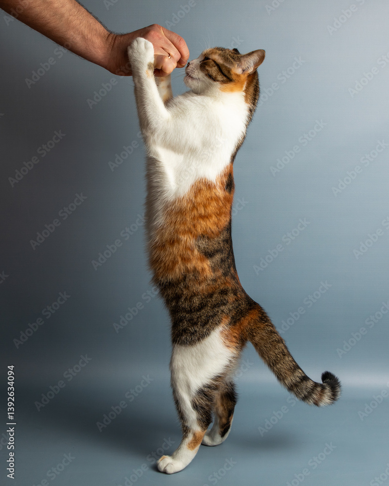 Little adorable tricolor kitten is being fed by obscured person