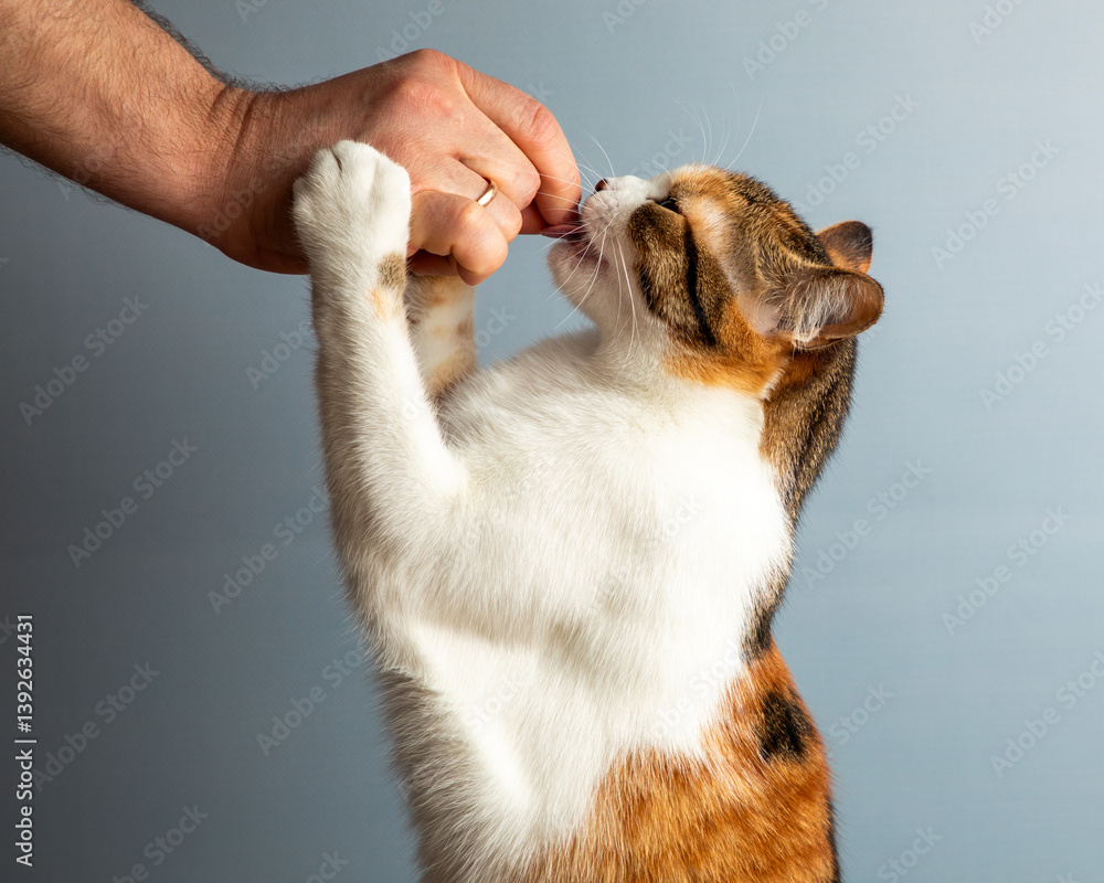 Little adorable tricolor kitten is being fed by obscured person