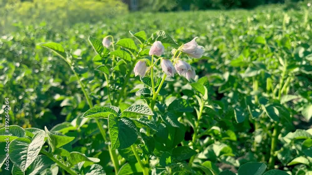 Blooming potato bush grows in the garden
Blooming potato bush grows in the garden