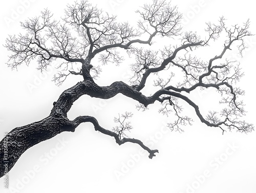 Majestic Winter Oak Branch with Foggy Sky, and Nature Art.