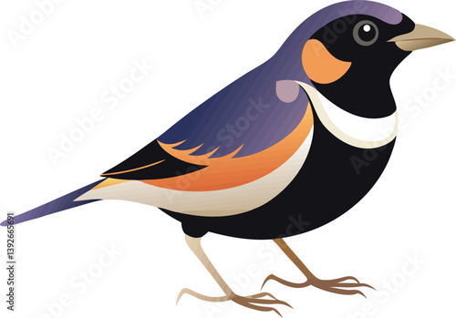 Beautiful lark bunting vector illustration
