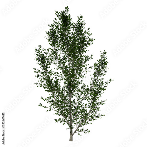 black poplar tree