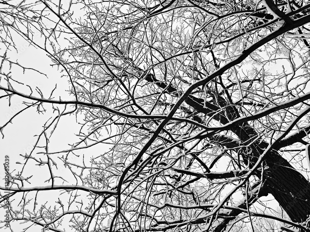 Obraz premium Three branches covered with snow landscape