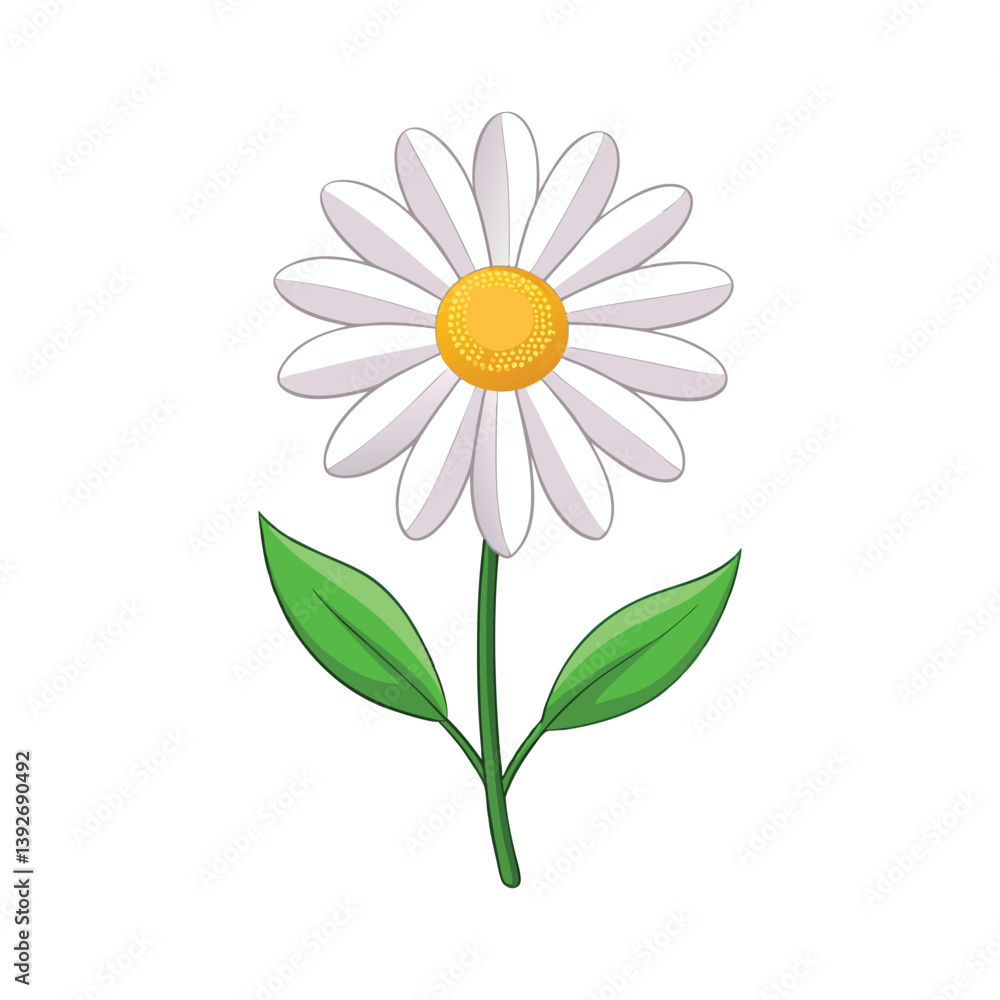 Fototapeta premium A vector illustration of daisy flower isolated on white background 