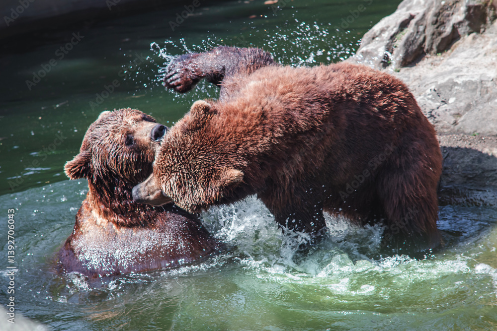 Brown bears at Berlin Zoo – majestic wildlife in a naturalistic habitat Brown bears at Berlin Zoo – majestic wildlife in a naturalistic habitat