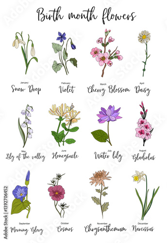Set of birth month flowers colorful vector illustrations. Daisy, water lily, honeysuckle, chrysanthemum, cosmos, morning glory, narcissus, gladiolus, violet, lily of the valley hand drawn design.