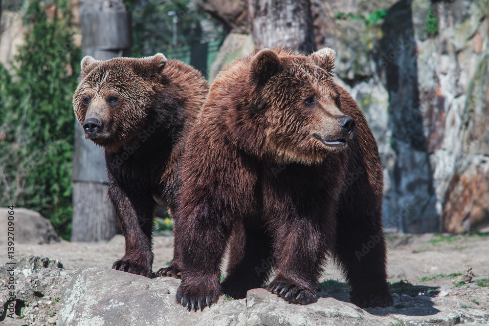 Brown bears at Berlin Zoo – majestic wildlife in a naturalistic habitat Brown bears at Berlin Zoo – majestic wildlife in a naturalistic habitat