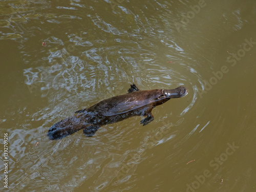 A platypus swims in a creek in the Atherton Tablelands Australia, Wildlife not in the zoo
Platypus, Ornithorhynchus anatinus, duck-billed platypus,semiaquatic egg-laying mammal endemic to Australia
