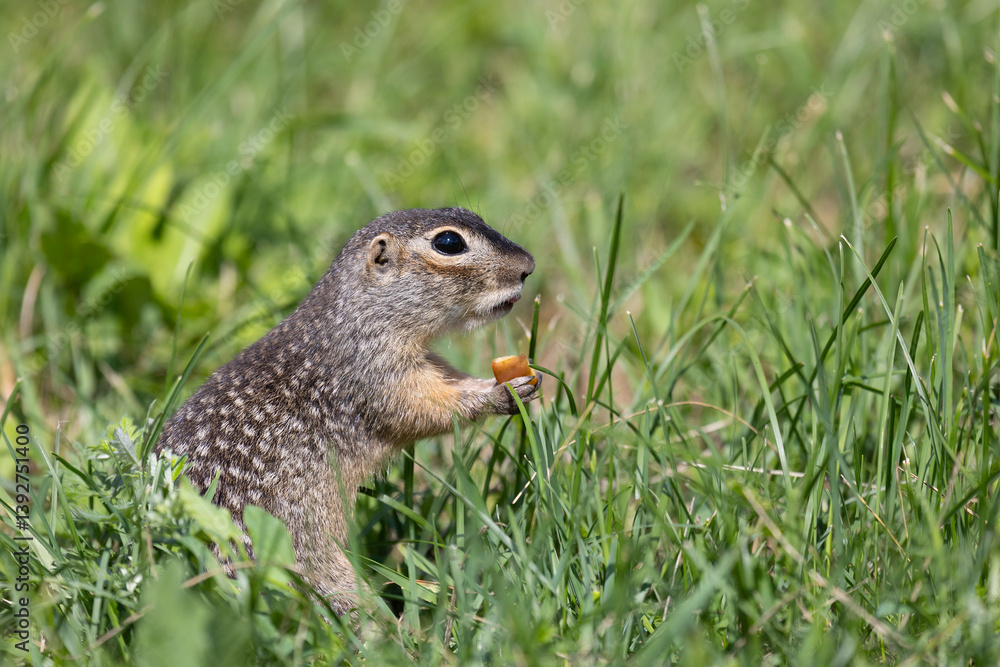 Speckled ground squirrel animal standing in the grass eating something