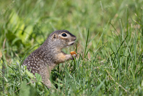 Obraz na płótnie Speckled ground squirrel animal standing in the grass eating something w salonie