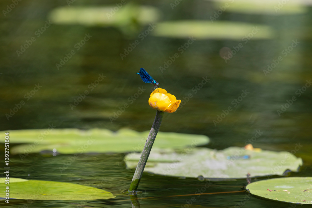 Blue dragonfly sits on a Nuphar lutea