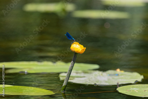 Obraz na płótnie Blue dragonfly sits on a Nuphar lutea w salonie