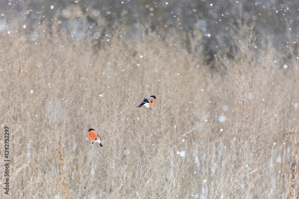 Two bullfinches sit on stalks of dry grass on a winter day