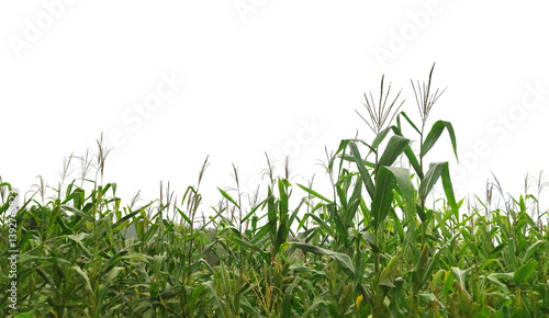 A field of corn is shown in a white background