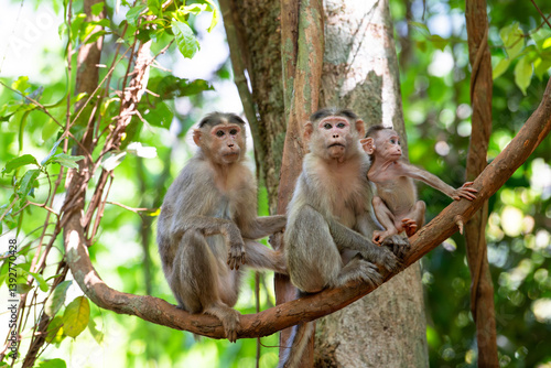 Photography Barbary macaque ape, rhesus monkey family with baby, wildlife of Goa India, jung