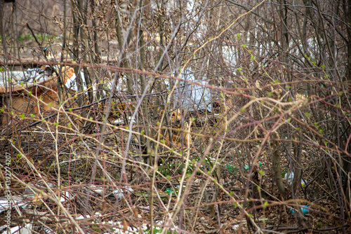 dog in gypsy camp