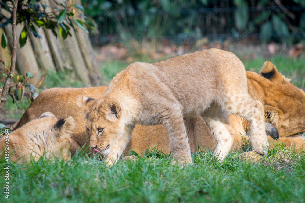 Fototapeta premium lion cubs