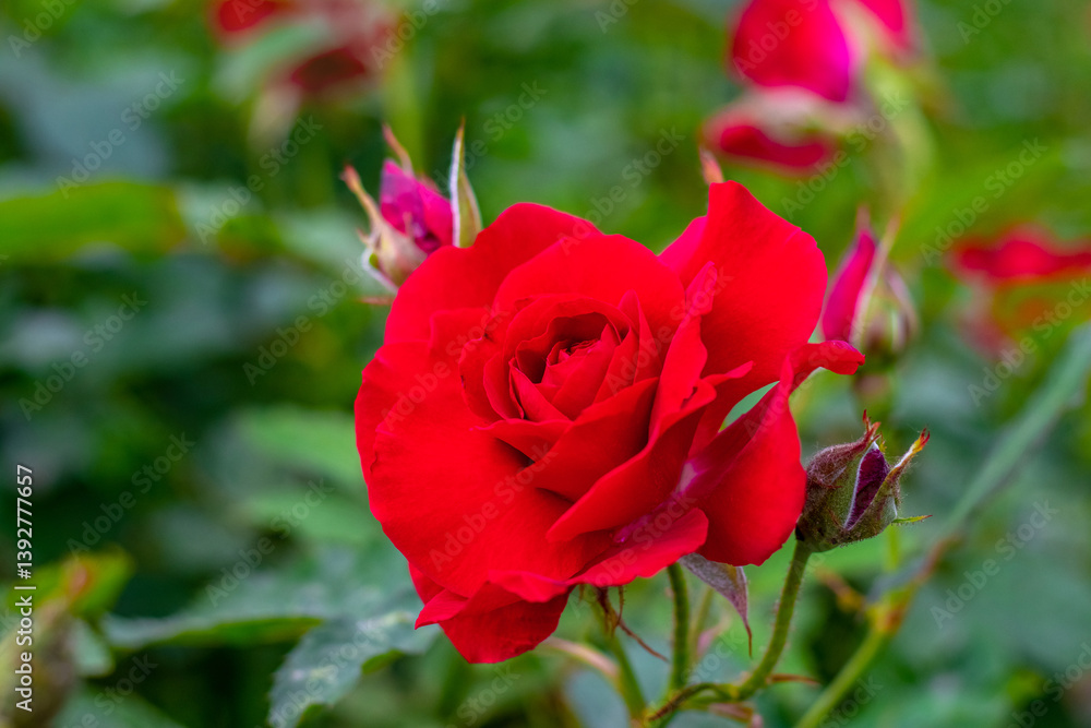 Elegant red Floribunda rose variety with delicate petals and buds on blurred green background