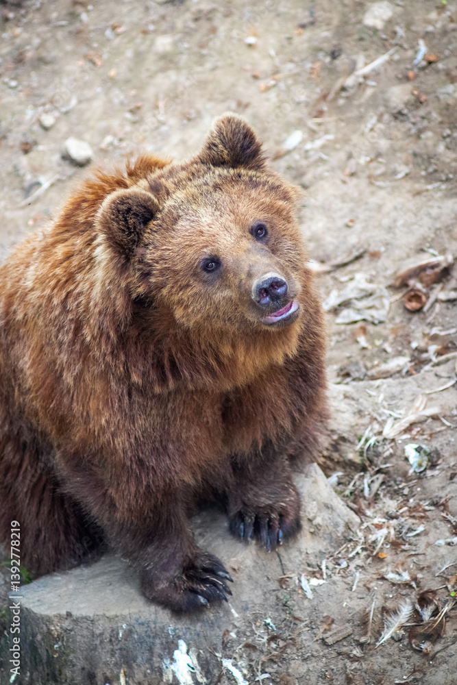 Fluffy brown bear sitting on a gray rock, looking up with its mouth open Fluffy brown bear sitting on a gray rock, looking up with its mouth open